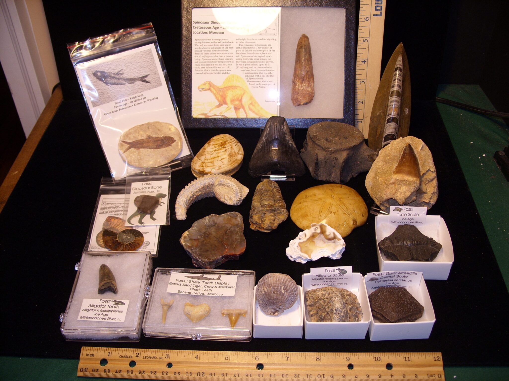 real fossil kit