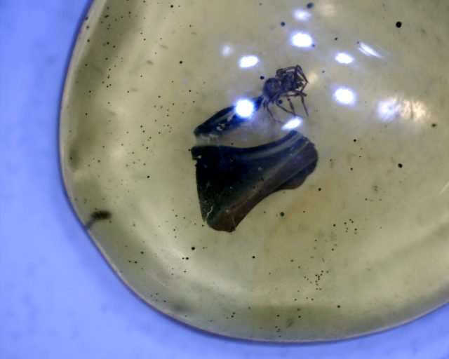 Spider in Amber (090120m) - Image 2