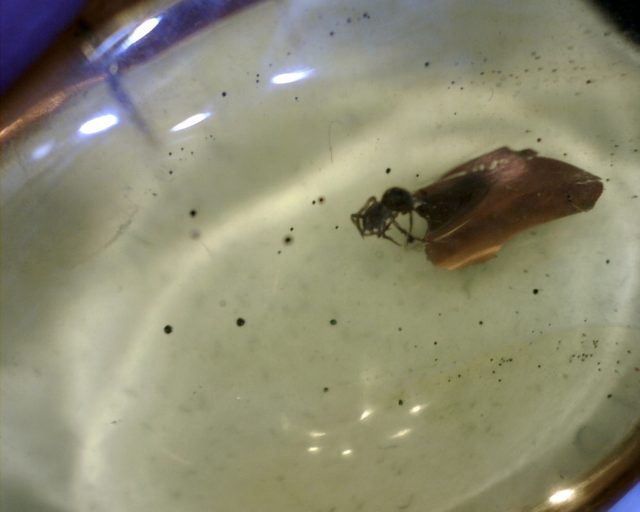 Spider in Amber (090120m)