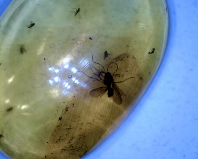 Dominican Amber with Winged Ant & Flies (090120s)
