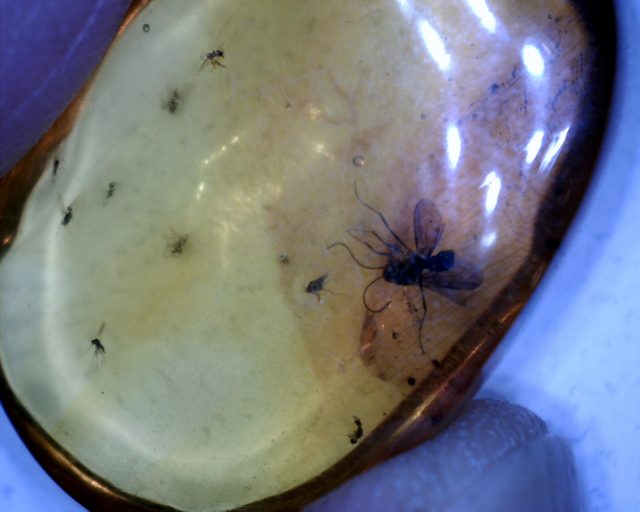 Dominican Amber with Winged Ant & Flies (090120s) - Image 2