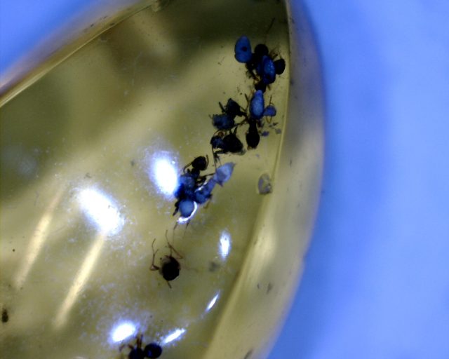 Dominican Amber with Mite & Fly (090120w)