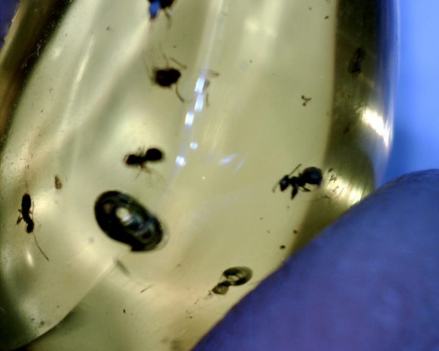 Dominican Amber with Mite & Fly (090120w) - Image 2