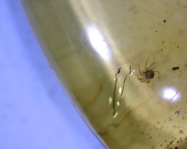 Dominican Amber Specimen with Mite (090120x)