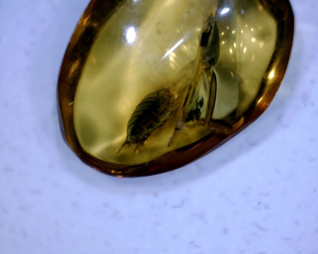 Dominican Amber Specimen with Sowbug (091020b)