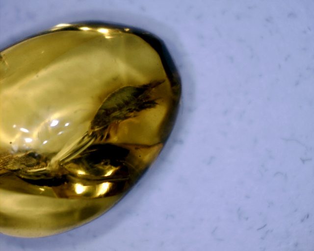 Dominican Amber Specimen with Sowbug (091020b) - Image 2