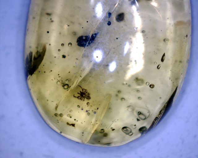 Dominican Amber Specimen with Spider (091020d) - Image 2