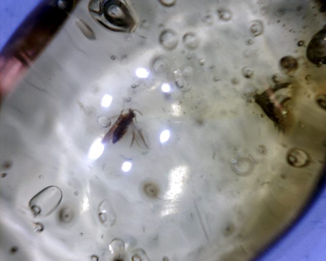 Dominican Amber Specimen with Caddisfly Insect (091020e) - Image 2