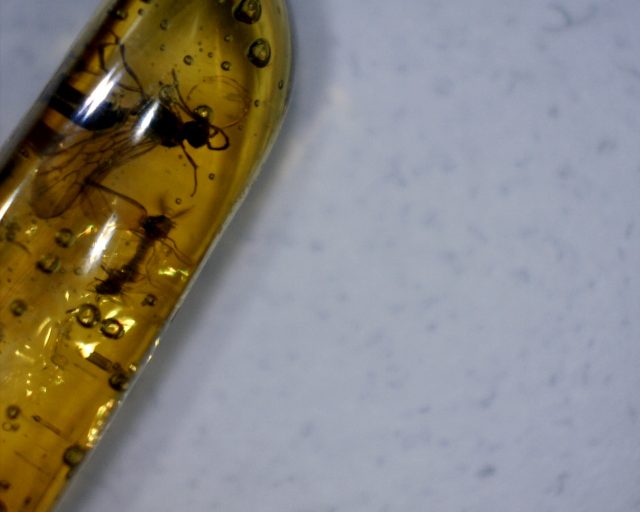 Dominican Amber Specimen with Mating Insects (091020g)