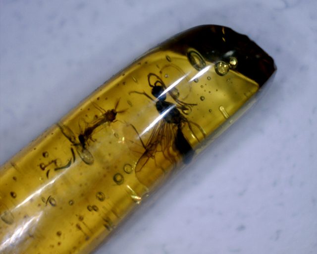 Dominican Amber Specimen with Mating Insects (091020g) - Image 2