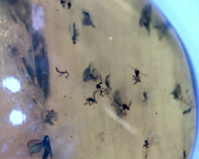 Dominican Amber Specimen with 15 Flies (091020h) - Image 3