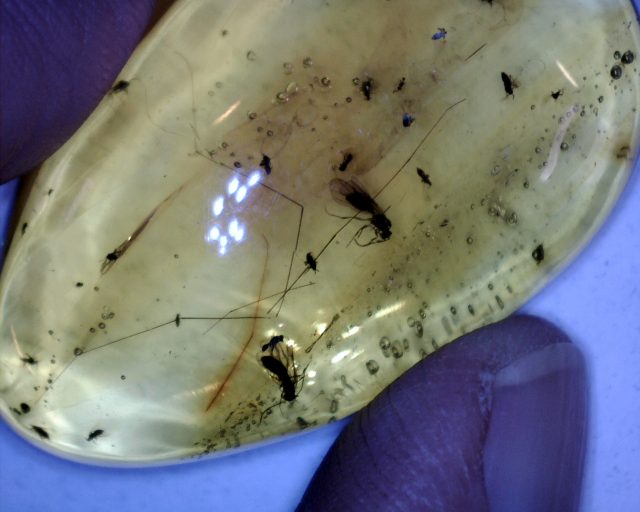 Dominican Amber  with Flies & Flying Ants (091120a)