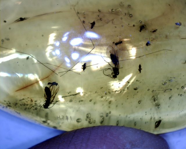 Dominican Amber  with Flies & Flying Ants (091120a) - Image 2