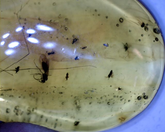 Dominican Amber  with Flies & Flying Ants (091120a) - Image 3