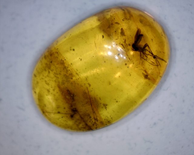 Dominican Amber Specimen with Crane Fly (091020j)