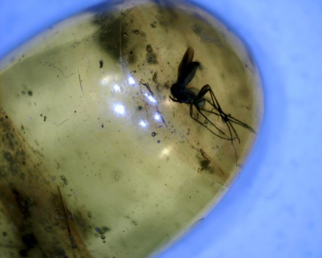 Dominican Amber Specimen with Crane Fly (091020j) - Image 2