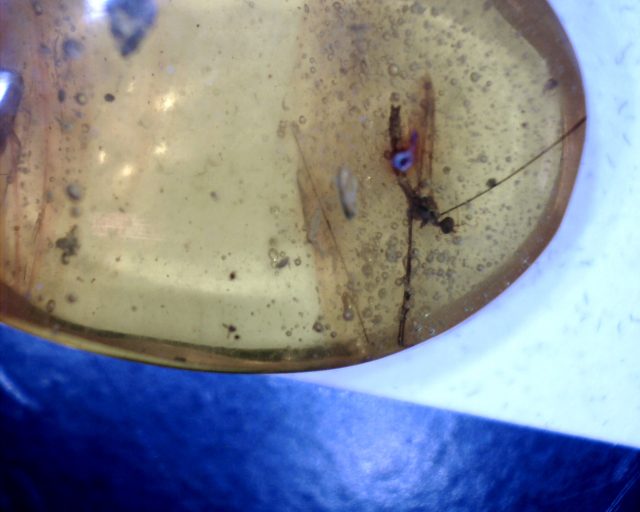 Dominican Amber Specimen with Crane Fly (091020j) - Image 3