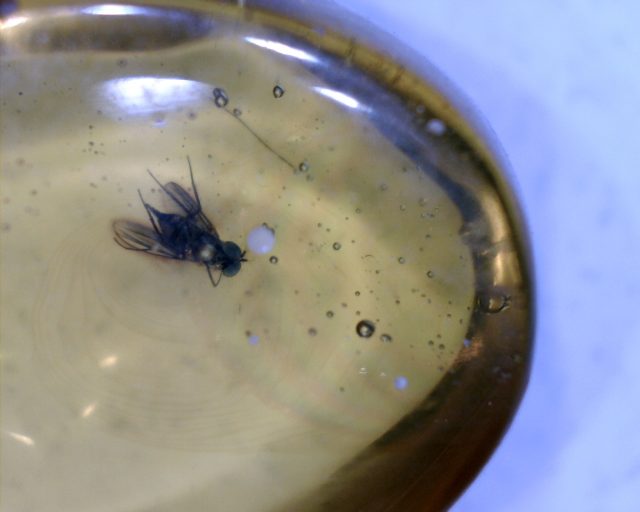 Dominican Amber Specimen with  Fly (091120b) - Image 2