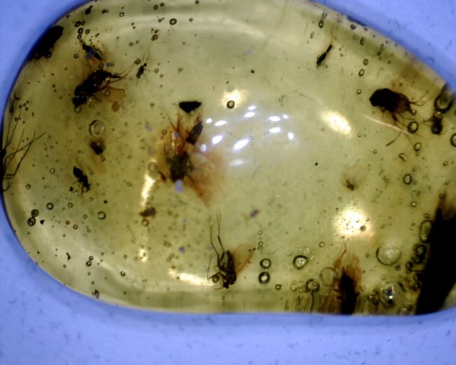 Amber Specimen with 12 Insects  (091120d)
