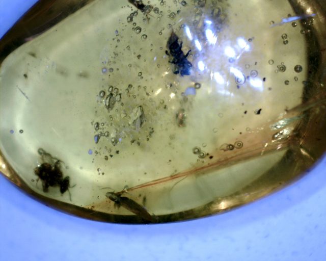 Dominican Amber Specimen with Insects  (091120e)