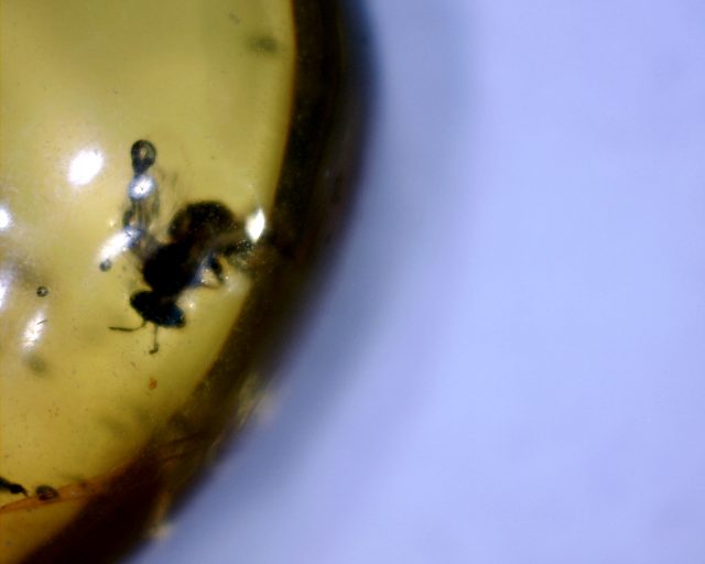 Dominican Amber Specimen with Insects  (091120e) - Image 2