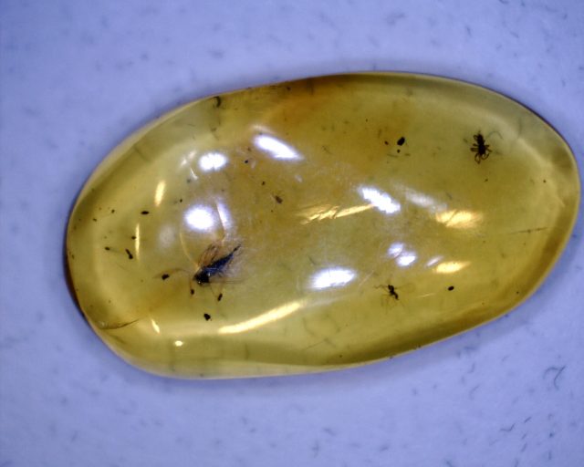 Amber Specimen with Fungus Gnat & Spider (091120g) - Image 2
