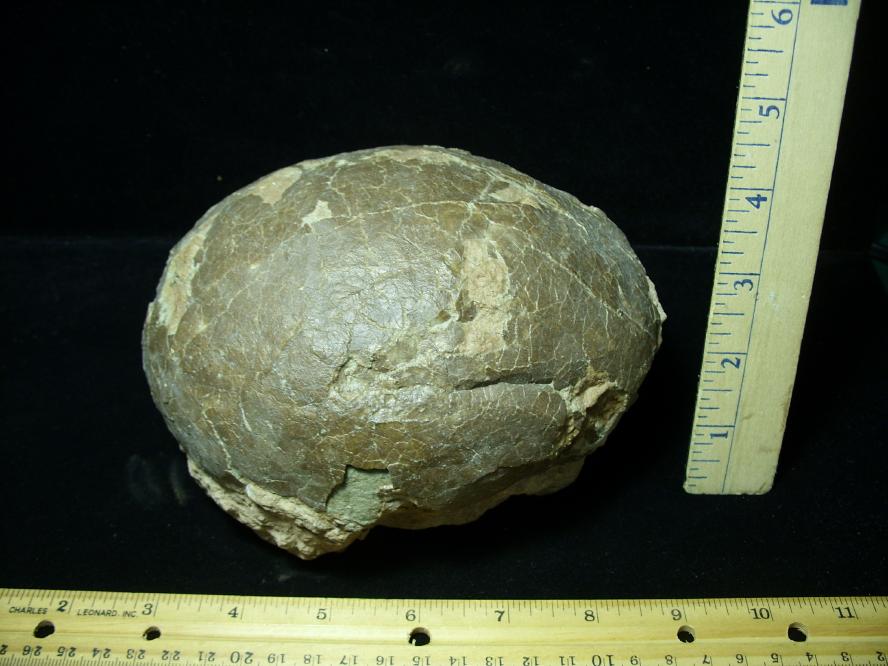 dinosaur egg fossil for sale