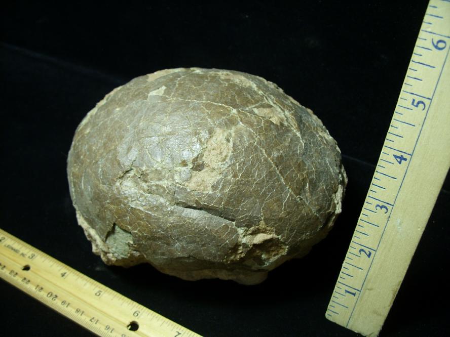 dinosaur egg fossil