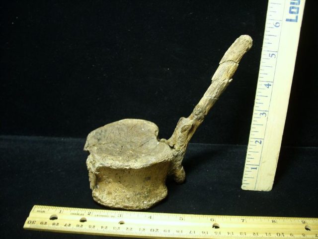Hadrosaur Dinosaur Tail Vertebra (092620d)