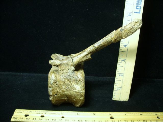 Hadrosaur Dinosaur Tail Vertebra (092620d) - Image 2