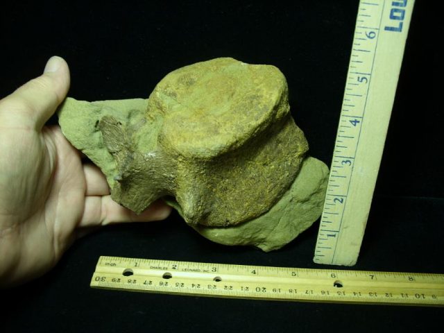 Hadrosaur Dinosaur Tail Vertebra (092620e) - Image 3