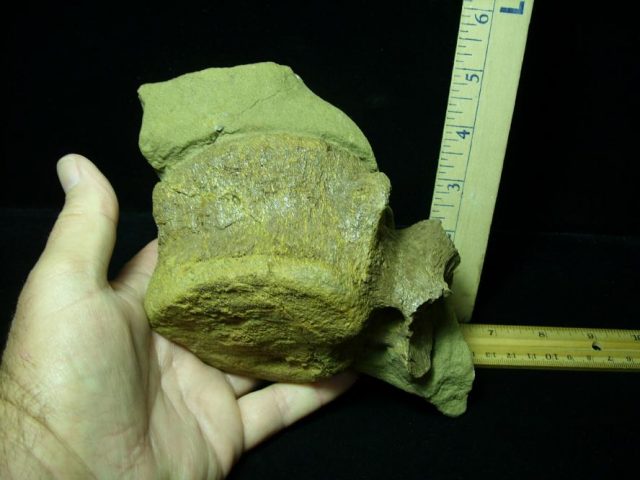 Hadrosaur Dinosaur Tail Vertebra (092620e) - Image 2