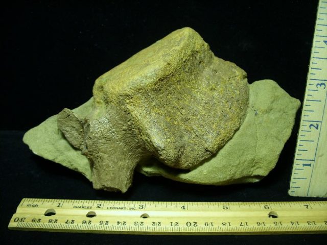 Hadrosaur Dinosaur Tail Vertebra (092620e)