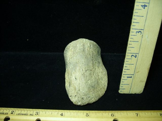 Hadrosaur Dinosaur Toe Bone (Ungal) (092620f)