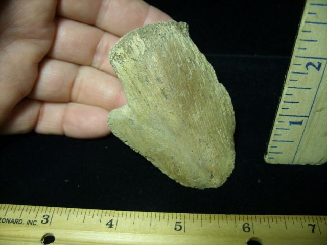 Hadrosaur Dinosaur Toe Bone (Ungal) (092620m)....ON HOLD for BRUCE B till (11-09-2020)