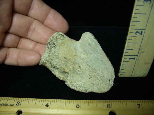 Hadrosaur Dinosaur Toe Bone (Ungal) (092620m)....ON HOLD for BRUCE B till (11-09-2020) - Image 2
