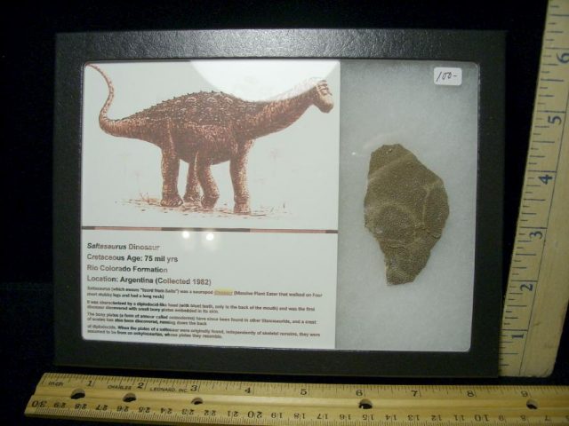 Dinosaur Egg  Shell Fragment (092720f)