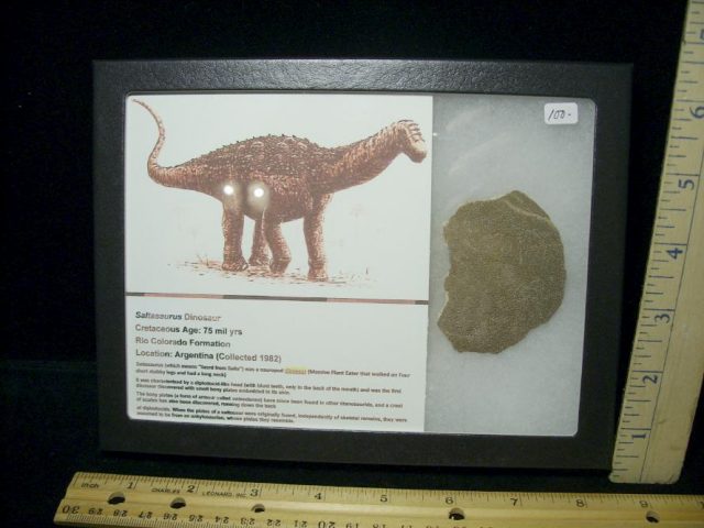 Dinosaur Egg  Shell Fragment (092720g)