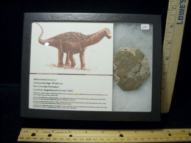 Dinosaur Egg  Shell Fragment (092720k)