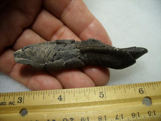 Camarasaurus Dinosaur Tooth with Root (092820a) - Image 4
