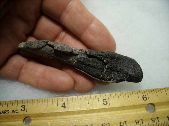 Camarasaurus Dinosaur Tooth with Root (092820a) - Image 5