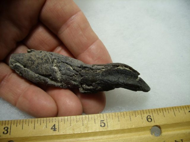 Camarasaurus Dinosaur Tooth with Root (092820a) - Image 6