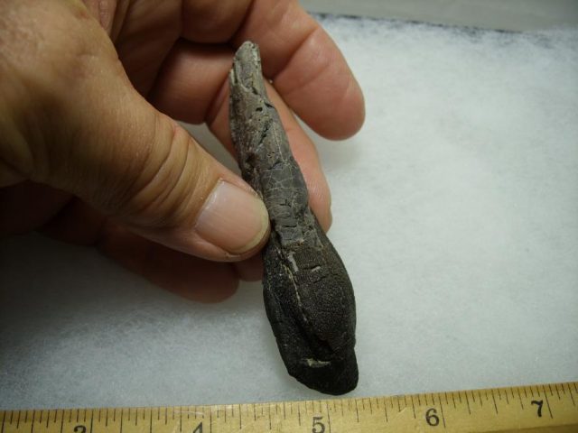 Camarasaurus Dinosaur Tooth with Root (092820a) - Image 2