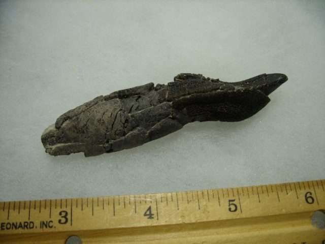 Camarasaurus Dinosaur Tooth with Root (092820a) - Image 3