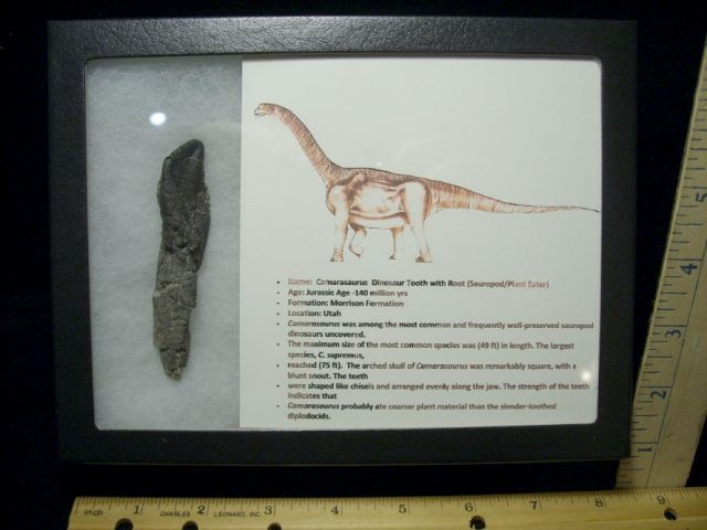 Camarasaurus Dinosaur Tooth with Root (092820a)