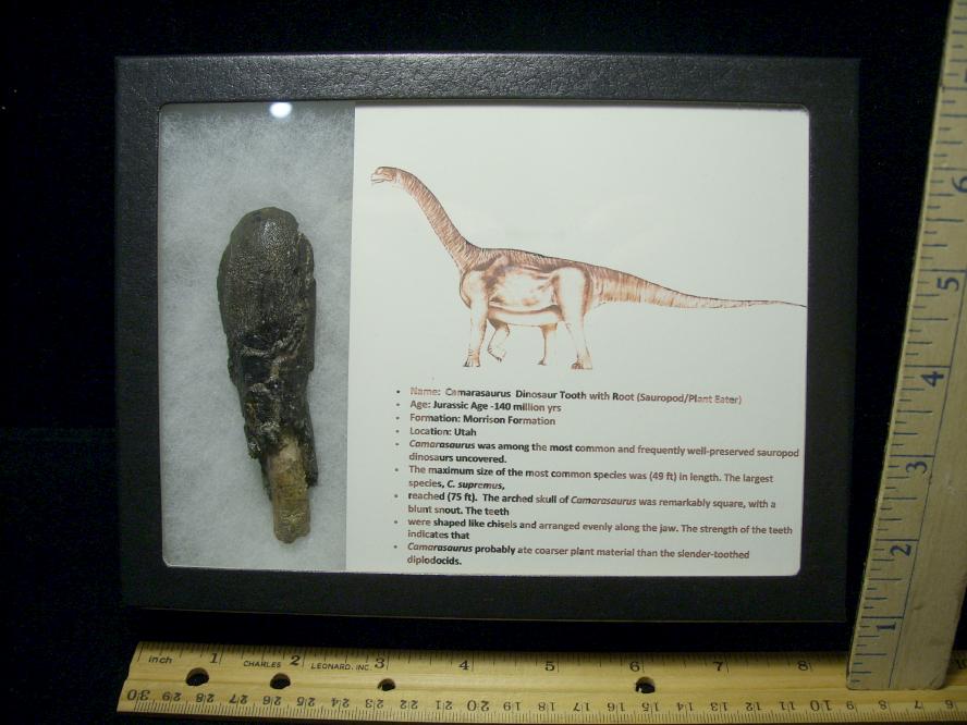 camarasaurus tooth