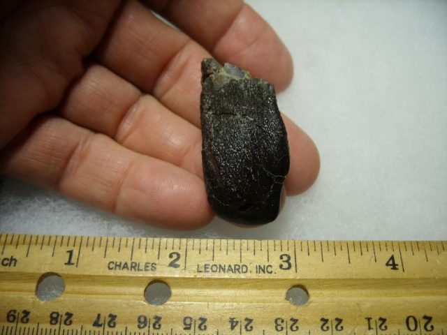 Camarasaurus Dinosaur Tooth (092820c)