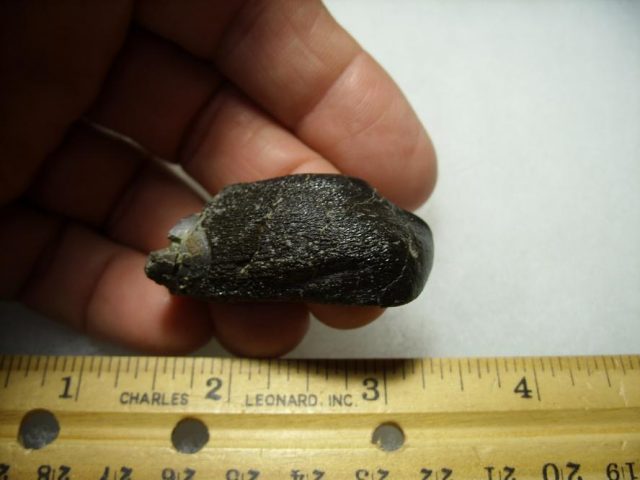 Camarasaurus Dinosaur Tooth (092820c) - Image 2