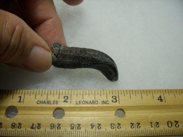 Camarasaurus Dinosaur Tooth (092820c) - Image 3