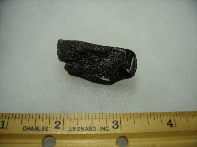 Camarasaurus Dinosaur Tooth (092820c) - Image 4